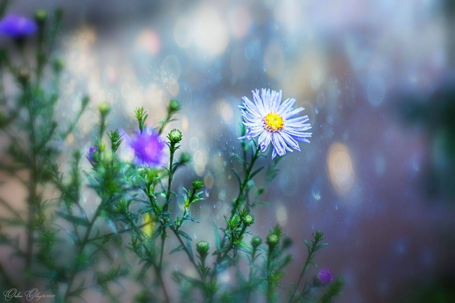 , Орлов Олег