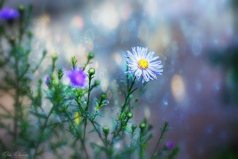 *** фото превью