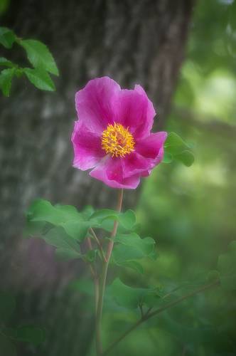 Крымские пионы