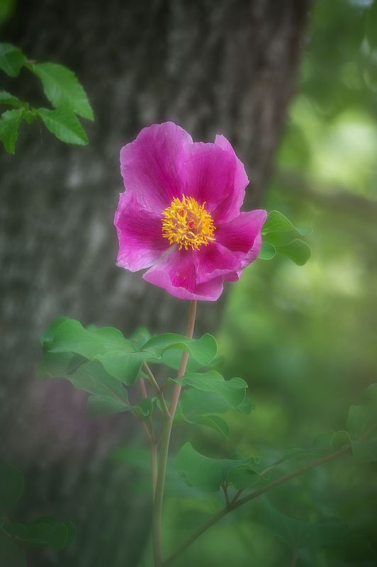 Крымские пионы фото превью