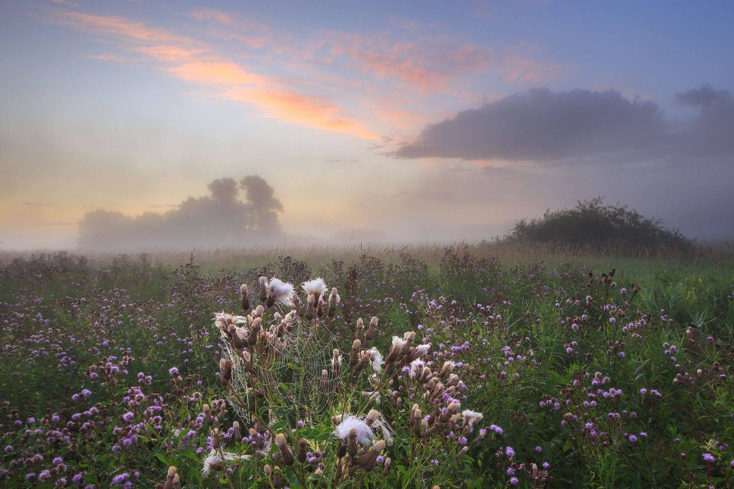 2022, россия, калужская область, утро, туман, небо, облака, туман, рассвет, деревья, цветы, паутина, пейзаж, трава, лето, Денис Лукьяненко