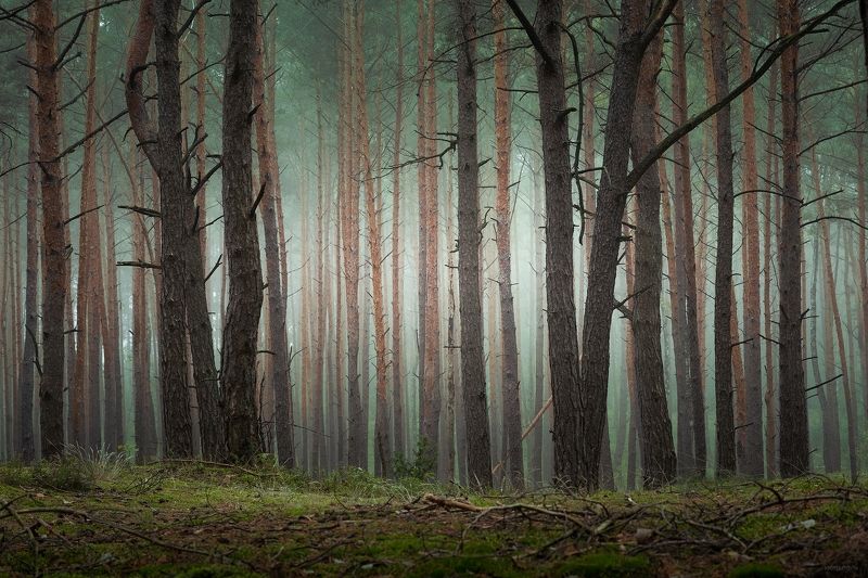 Утро в лесу фото превью