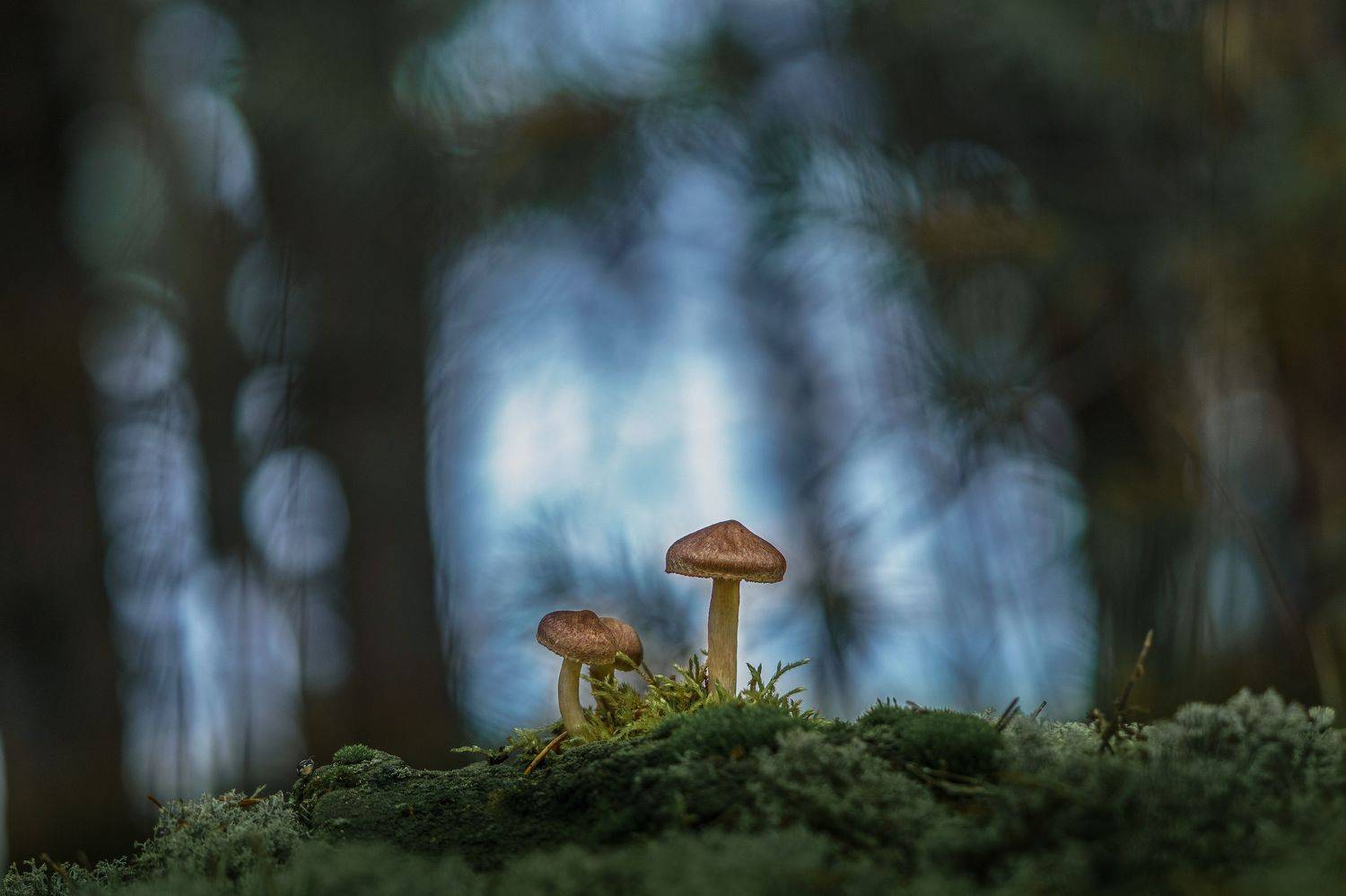 , Семенко Александр