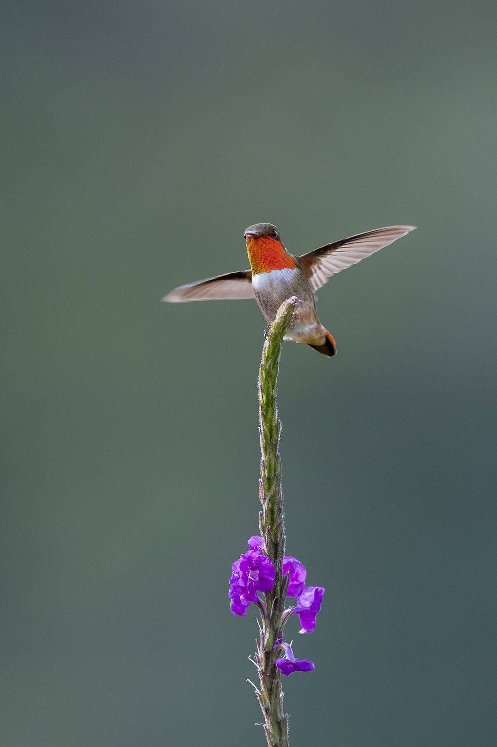 , Burgalin Sequeira Fernando