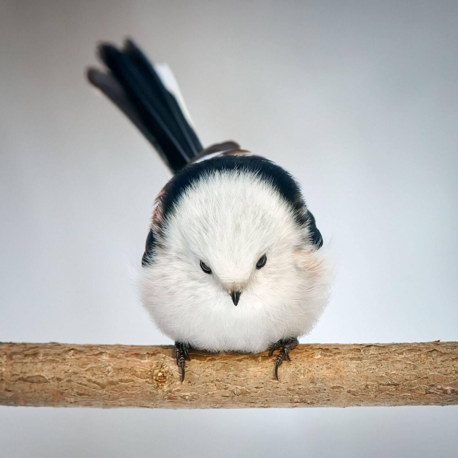 #bird #wildlife #nature #birdphotography, Александр Семенов