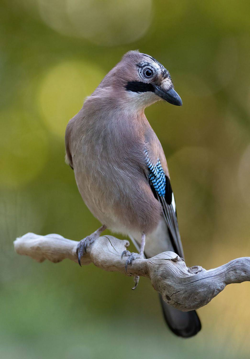 , Мартин Попов