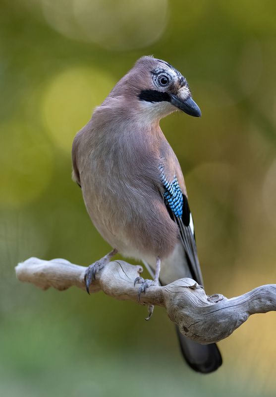 Сойка фото превью