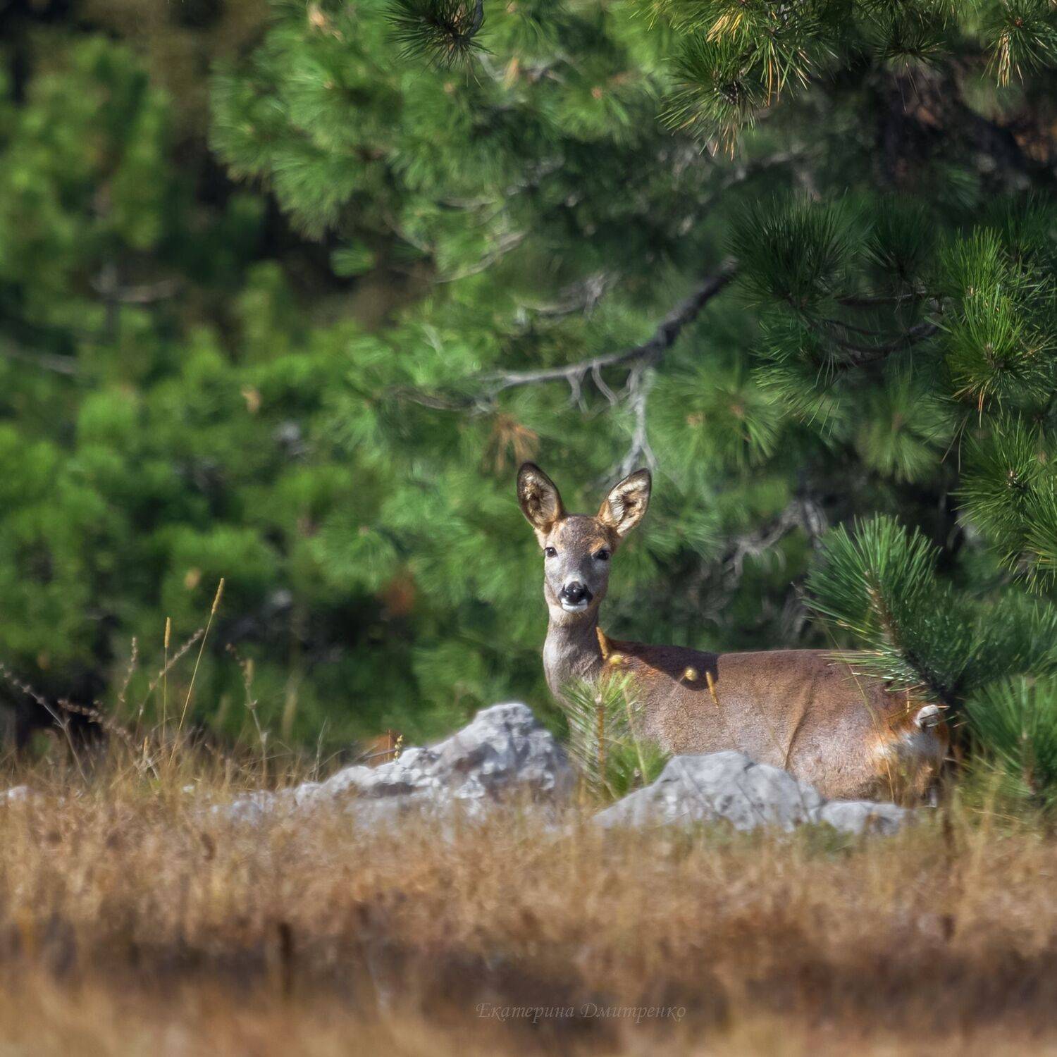 дикая природа, природа, косуля, животное, животные, горы, крым, ай-петри, Дмитренко Екатерина