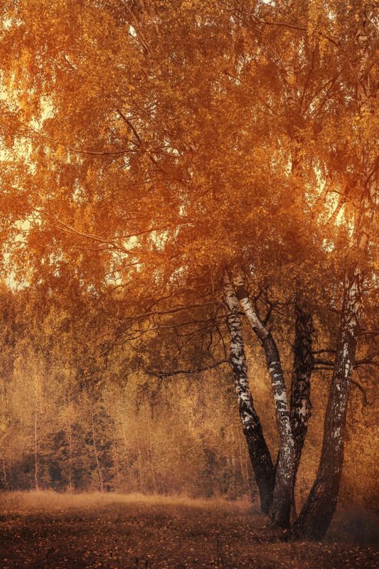 пейзаж, осень, деревья, золото Золотая осень фото превью