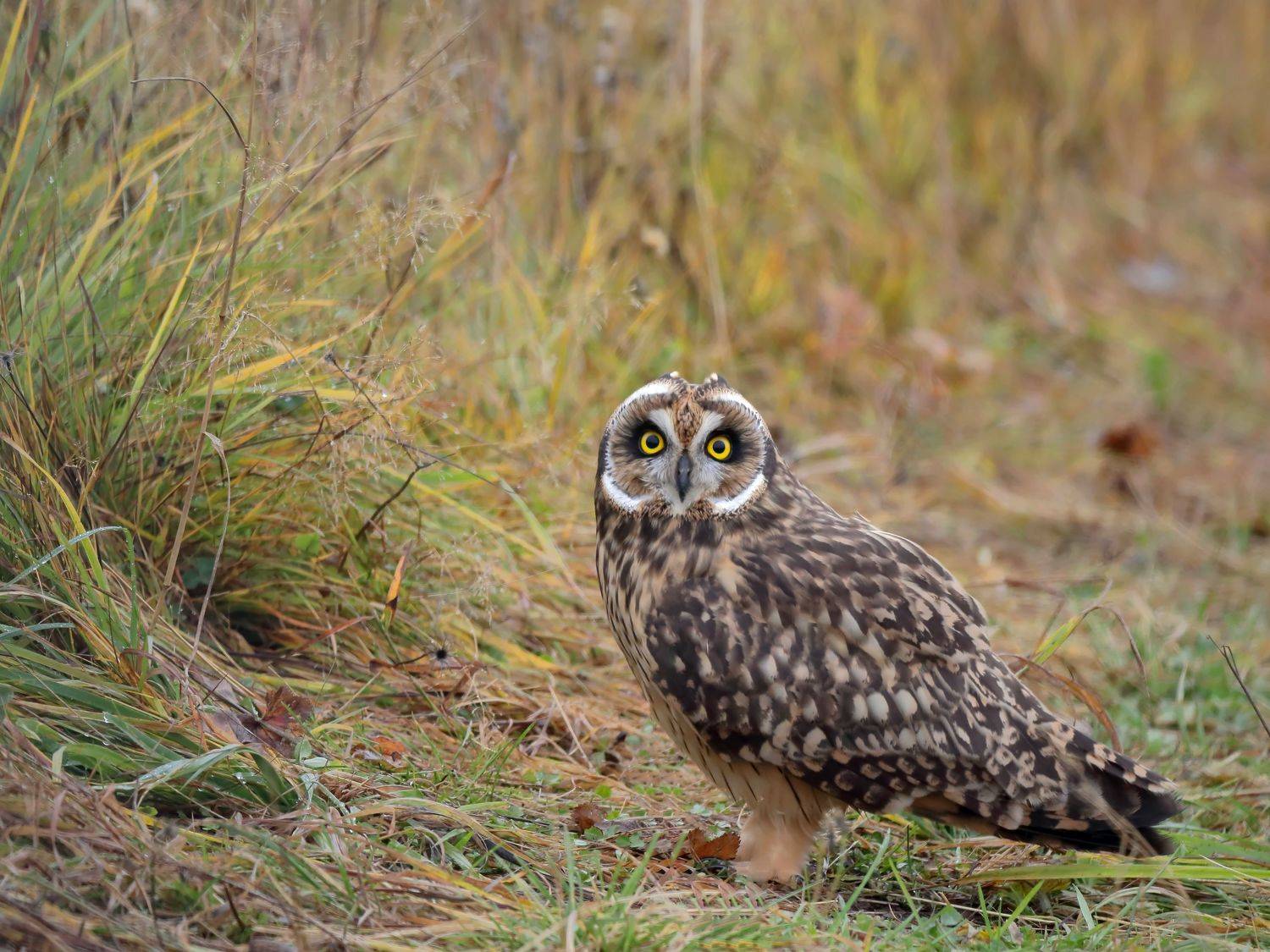 природа, осень, сова, фотоохота, птицы, хищники, Титов Александр