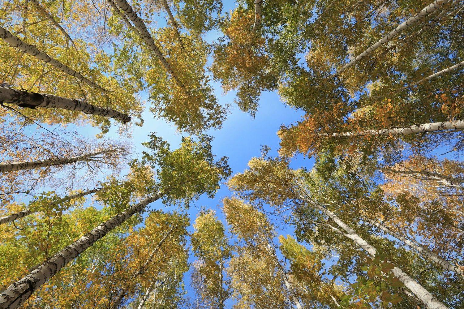 небо,осень,деревья, Козлова Галина