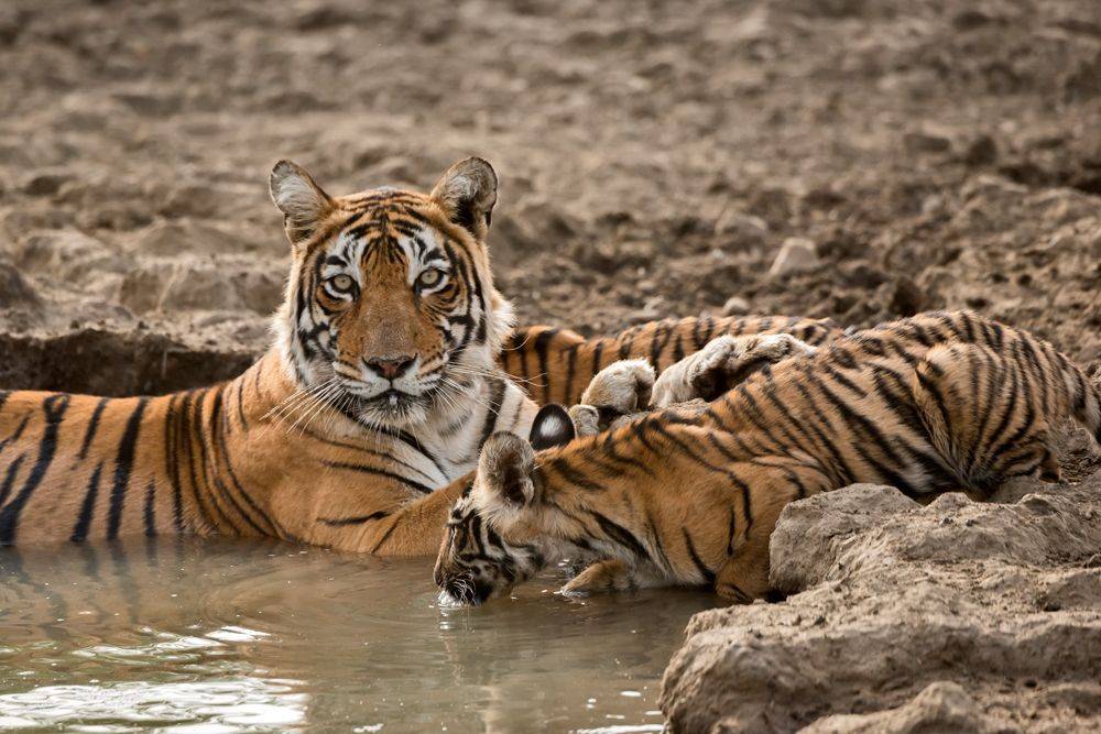 , Гордонов Юрий