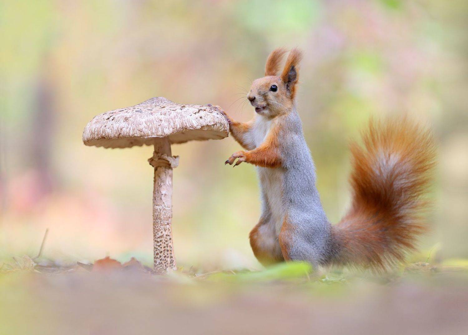 белка, squirrel, Вадим Трунов