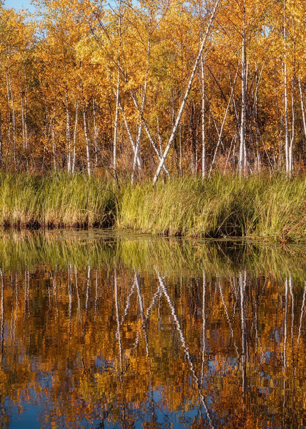 осень отражение озеро этюд autumn lake leaves reflection, Важенин Евгений
