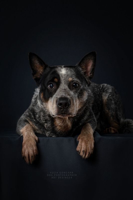 Австралийский хилер фото превью