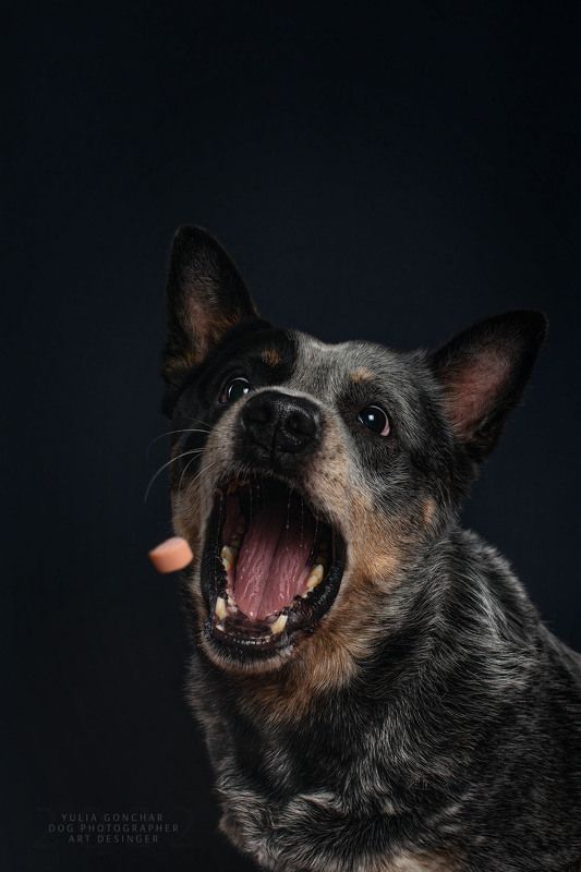 Австралийский хилер и сосиска фото превью