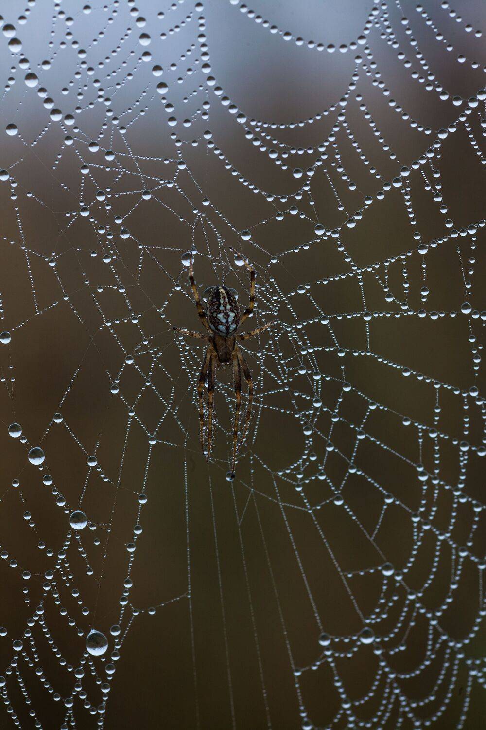, Викулов Николай