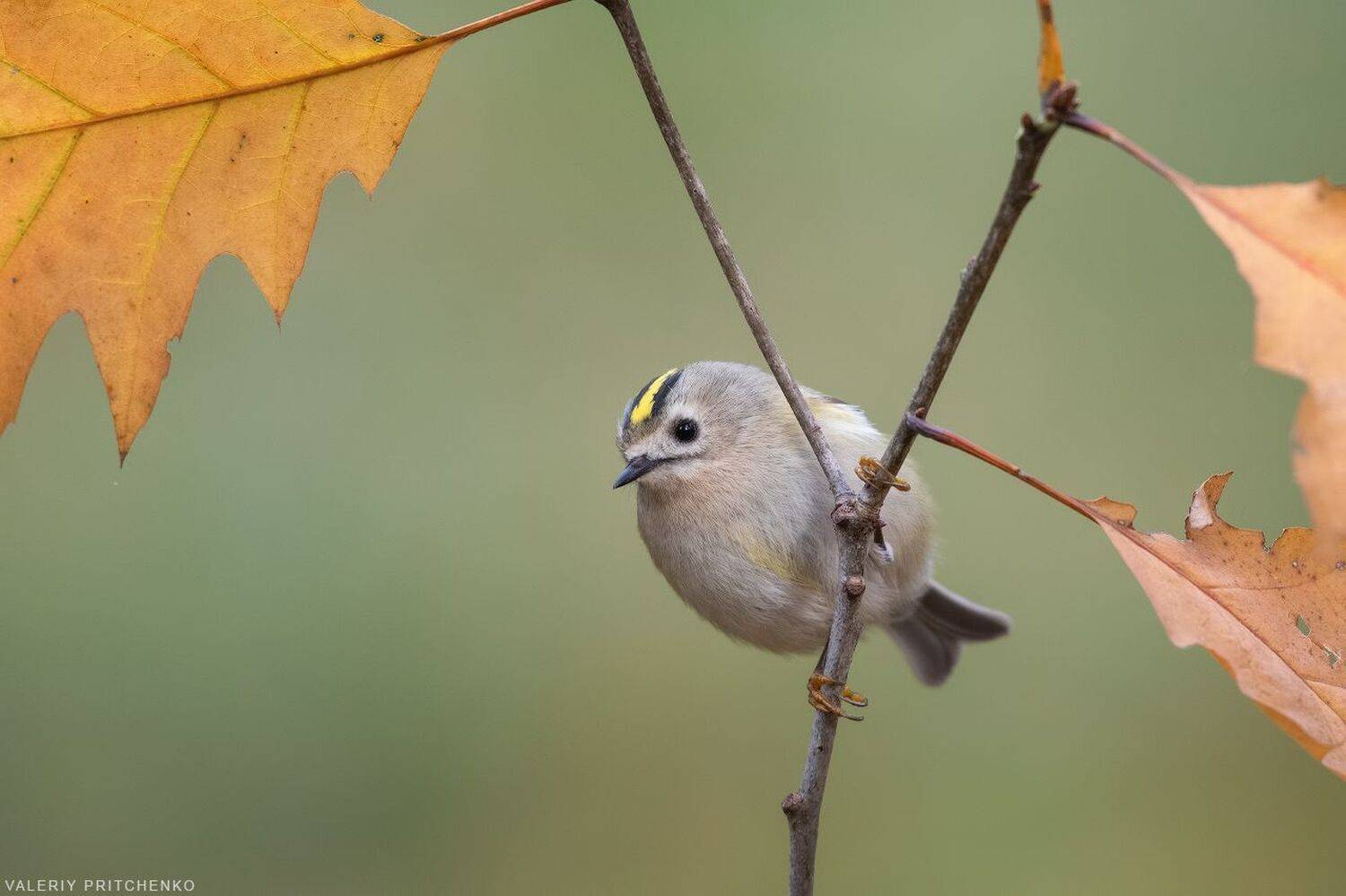 birds, птицы, природа, королёк, Валерий Притченко