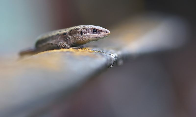 ... фото превью