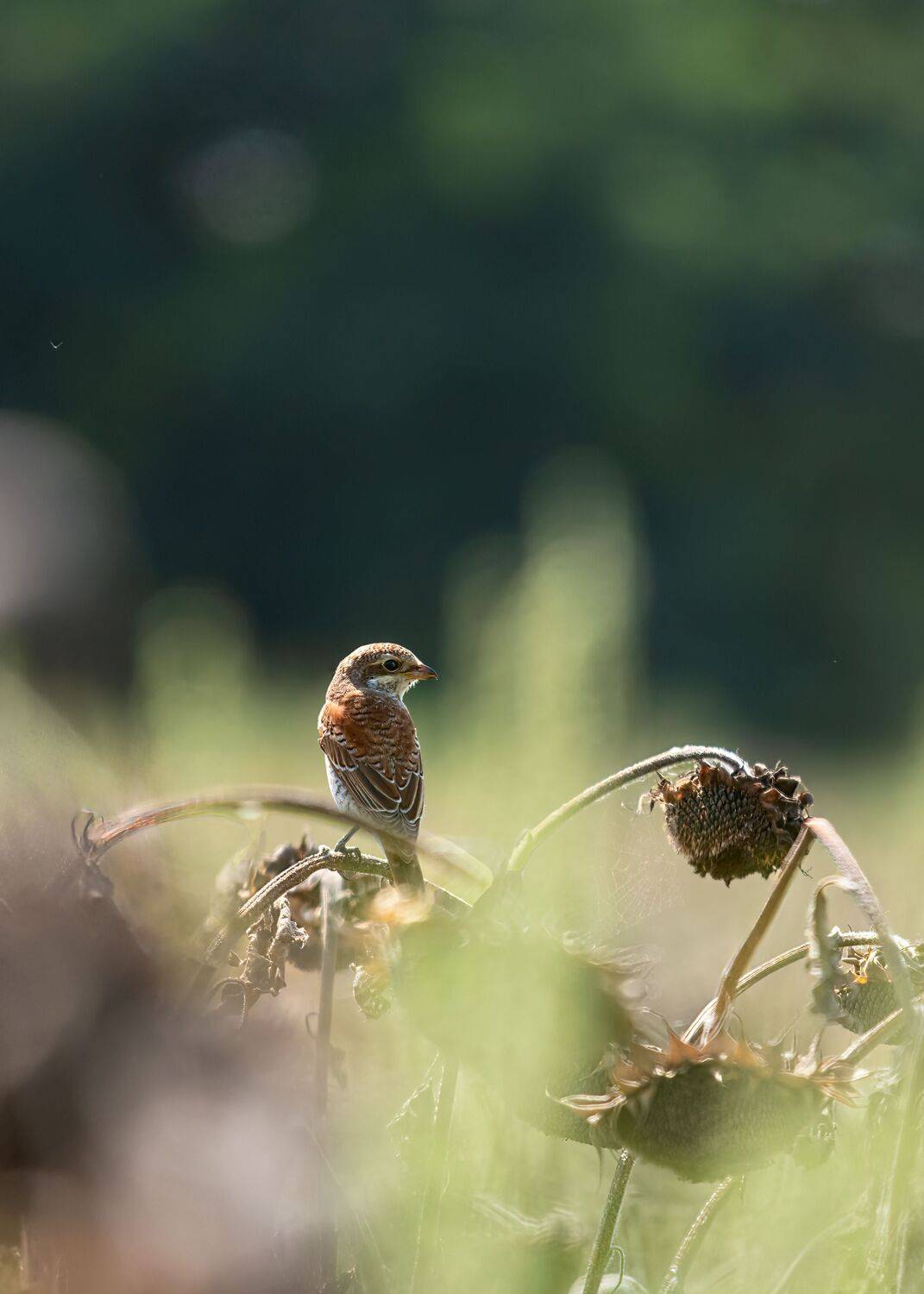 сорокопут-жулан, Алексей Рыльский