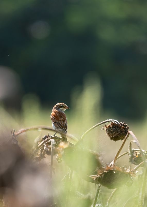 Утро жулана фото превью