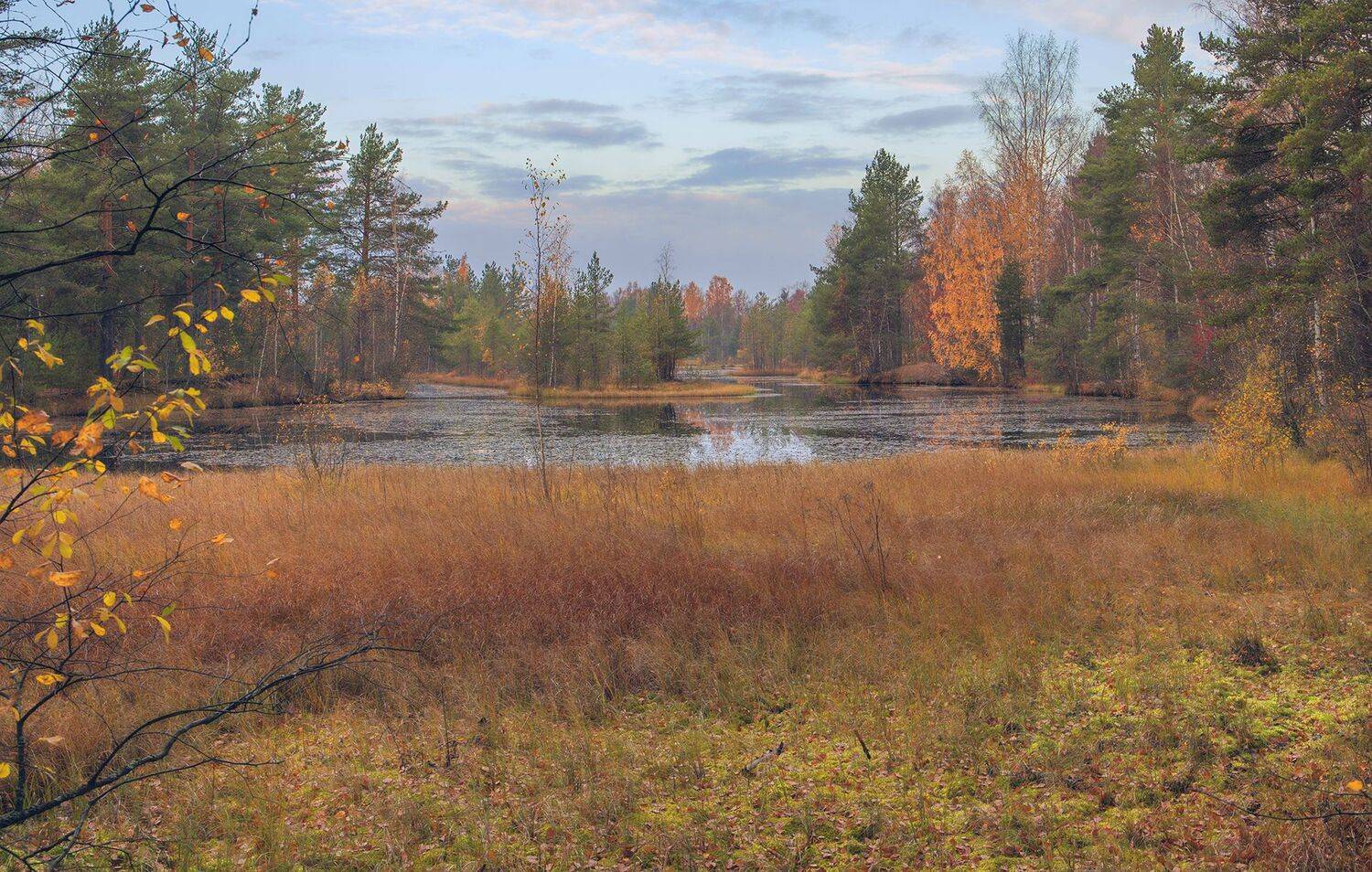 сестрорецк,сестрорецкие болота,осень, alexOmRam