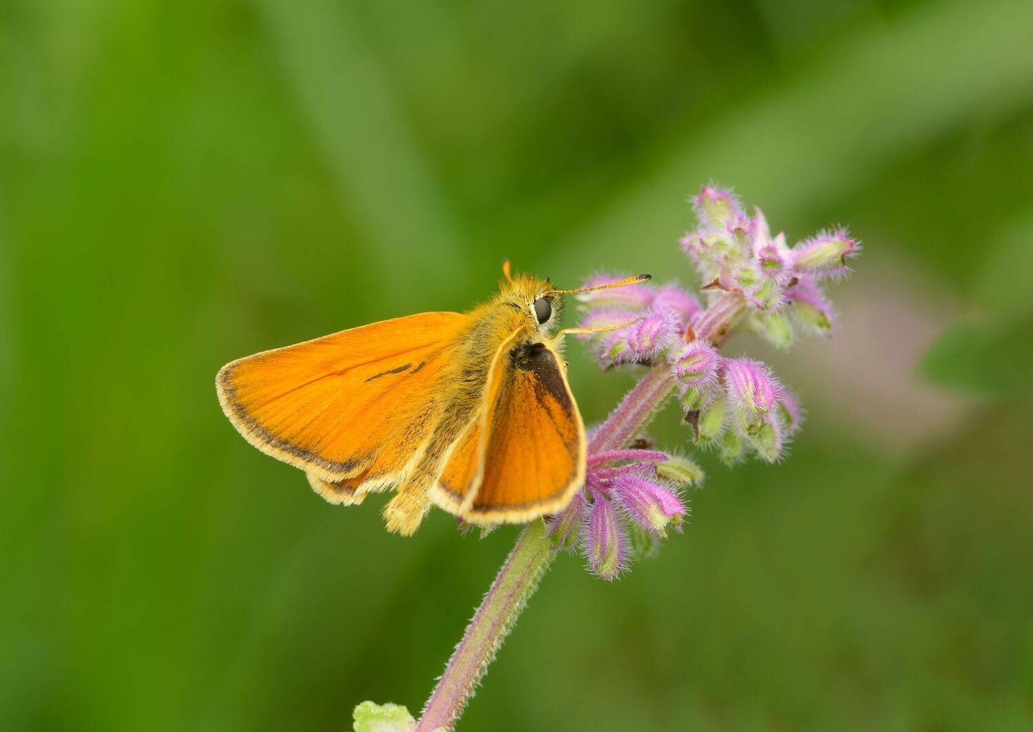 толстоголовка тире, thymelicus lineola, толстоголовки, hesperiidae, бабочка, кавказ, кисловодск, парк, Павел Черенков