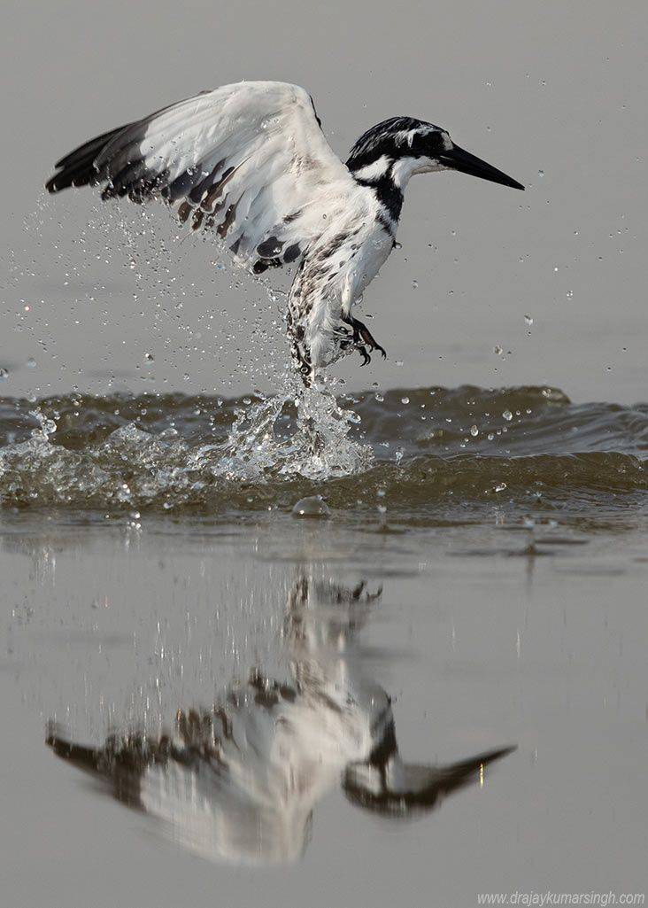 Pied kingfisher, Dr Ajay Kumar Singh