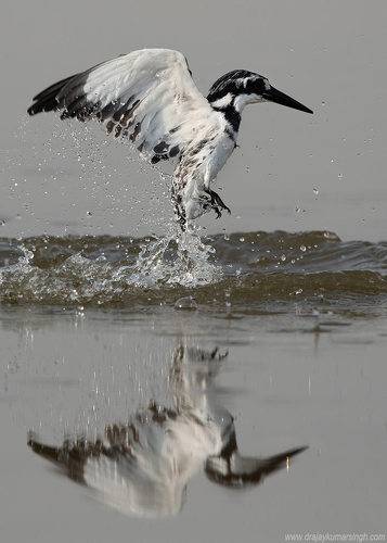 Pied kingfisher