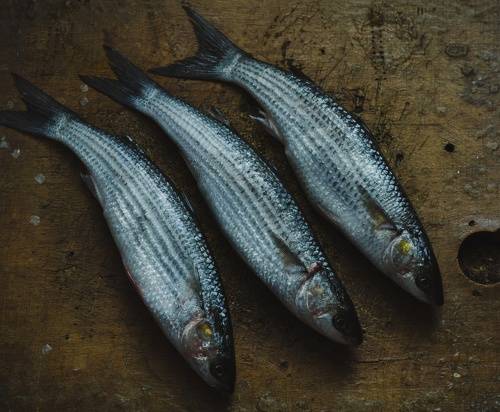 Сегодня жарили кефаль.