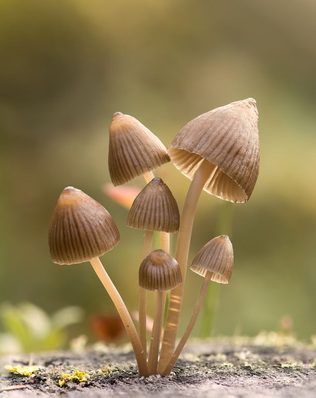 Горыныч :) фото превью