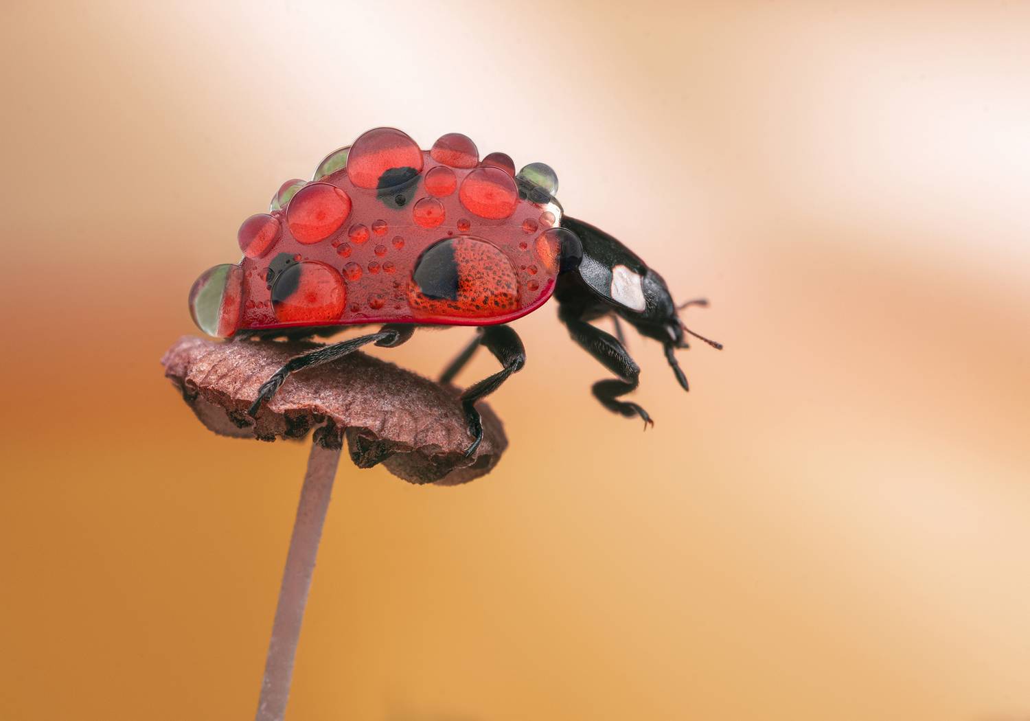 ceclii, macro, Tsvetan Ganev