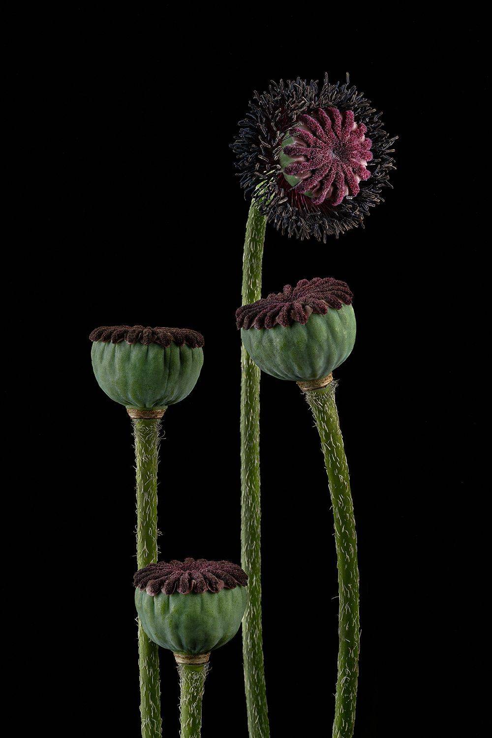 цветы, маки, цветок, флора, природа, стебли, цветение, увядание, Ольга ЯR