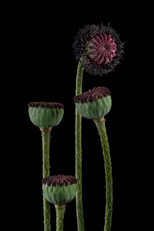 цветы, маки, цветок, флора, природа, стебли, цветение, увядание Отцвели уж давно... фото превью