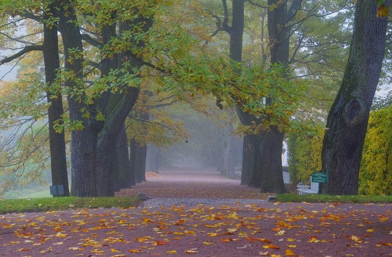 Autumn morning фото превью