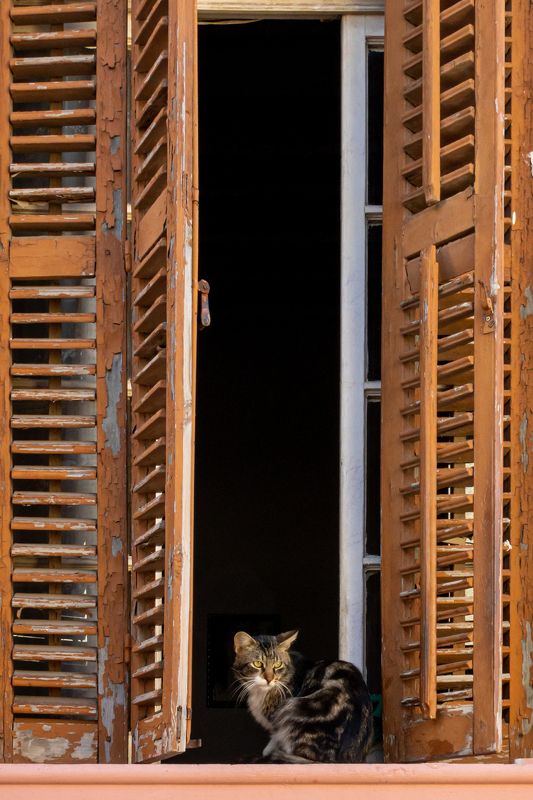 Хозяева города. фото превью