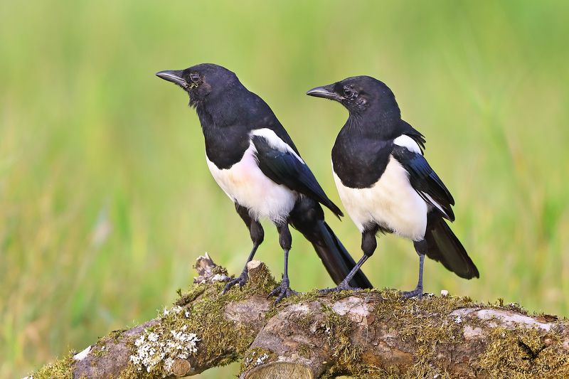 Близнецы? Нет, двойняшки. фото превью