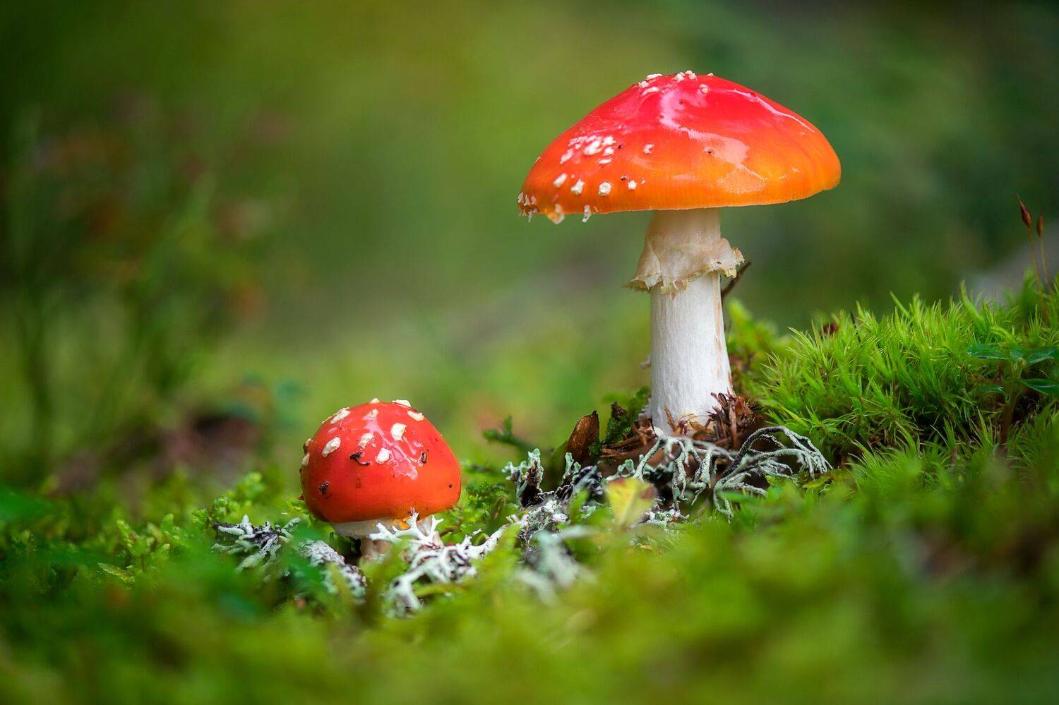 , Mariyana Atanasova - Lucero