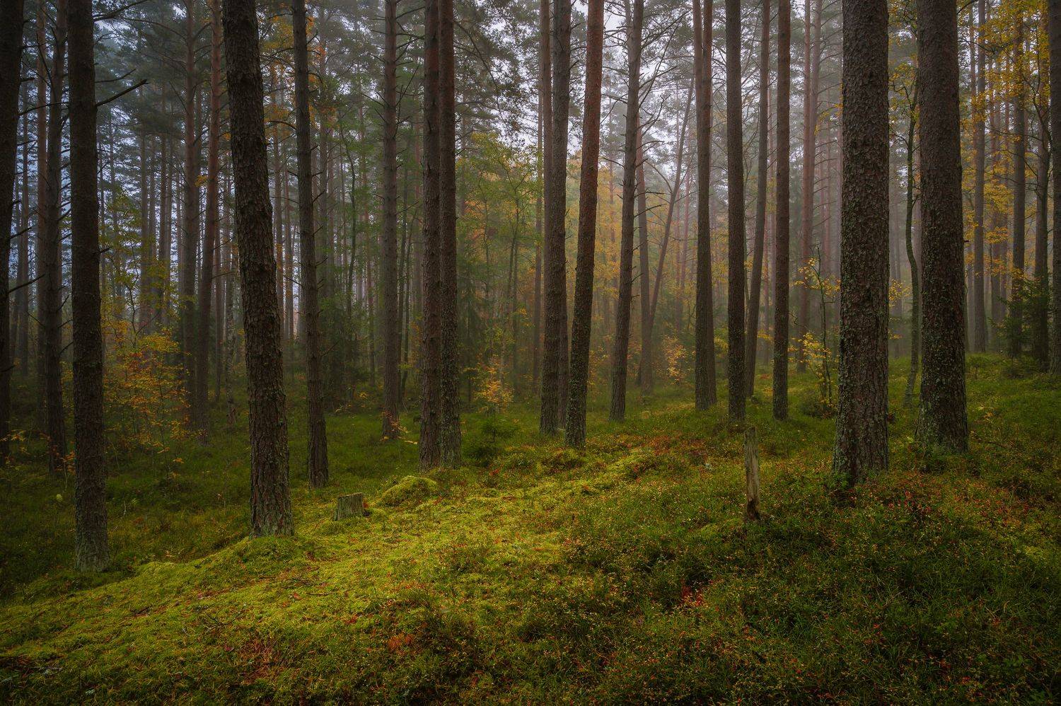 карельский перешеек, призерский район, лес, Бабурин Олег