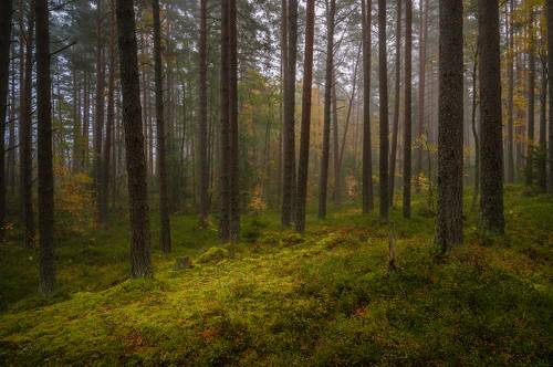 Октябрьским утром в лесу.