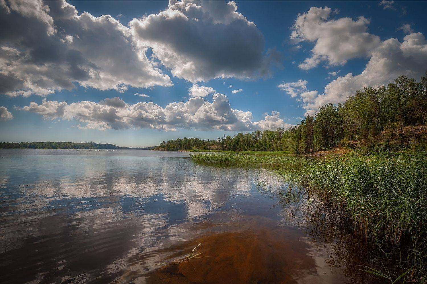 Лето, озеро, камыш, лес, облака, штиль, Сергей Аникин
