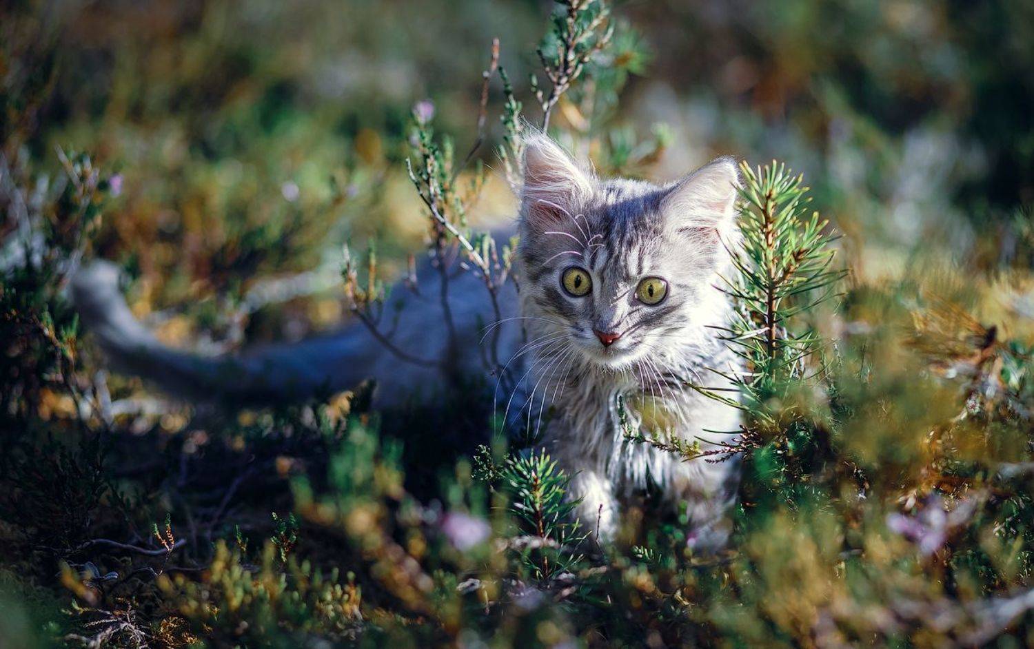 , Покровский Алексей