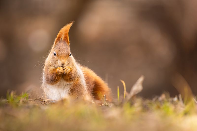 Squirrel фото превью