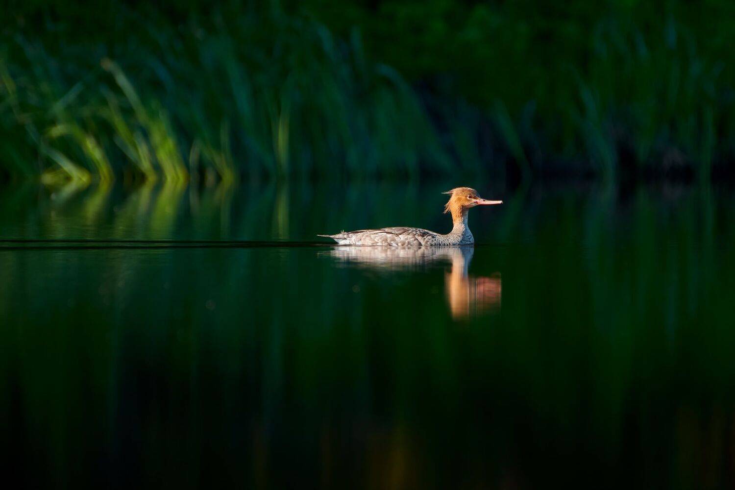 #bird #wildlife #nature #birdphotography, Александр Семенов
