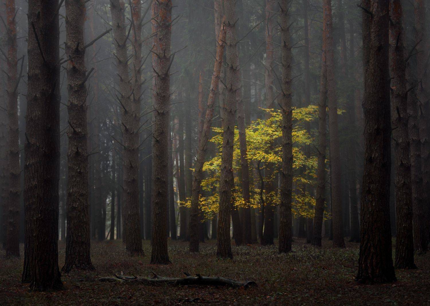 лес, свет, утро, природа, Баранов Олег