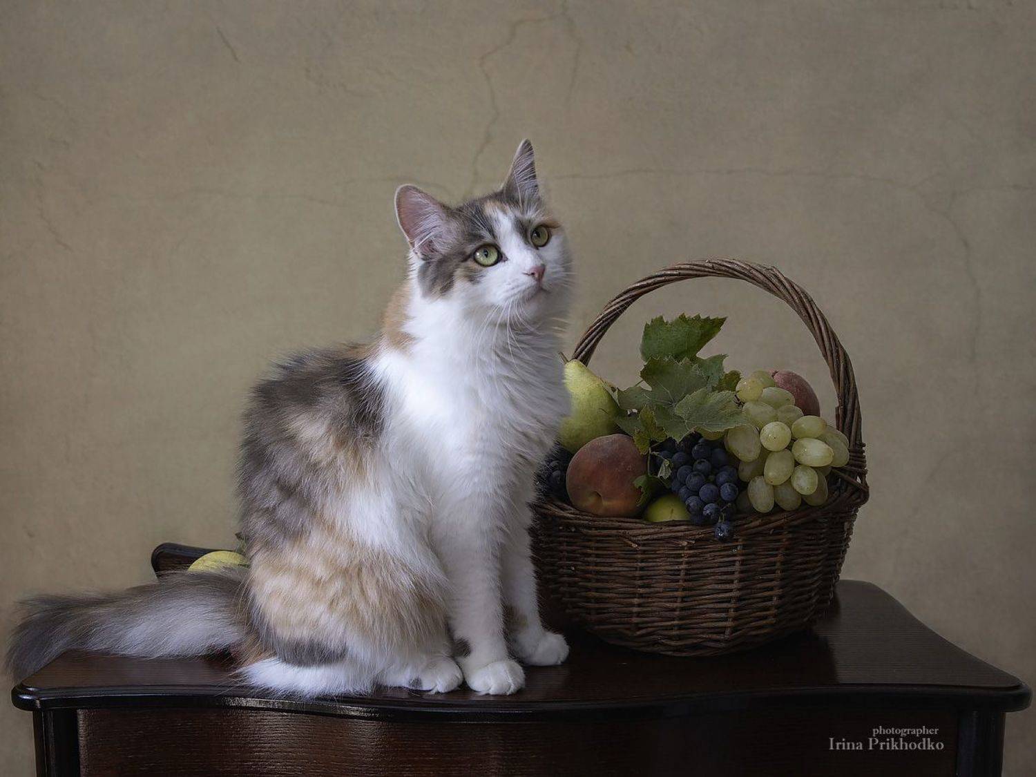 животные, кошки, домашние питомцы, портрет, фрукты,, Приходько Ирина