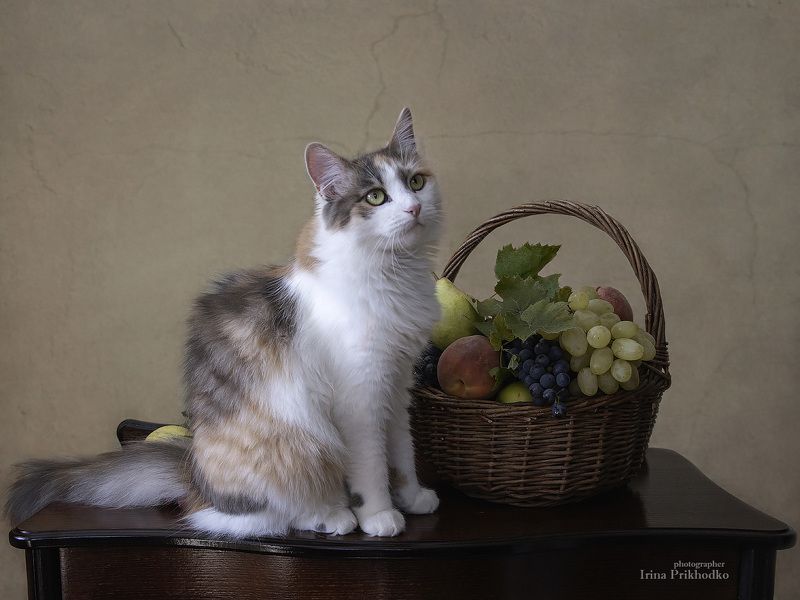 животные, кошки, домашние питомцы, портрет, фрукты, Опять ничего съедобного! фото превью
