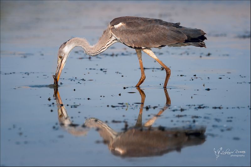 * * * фото превью