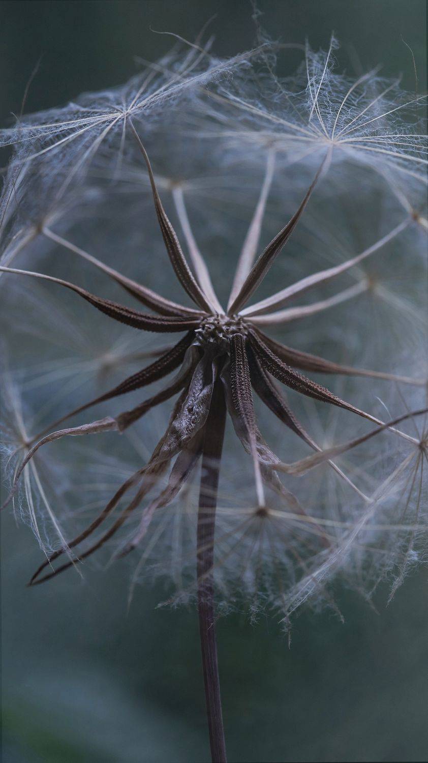 макро, одуванчик, macro, flowers, dandelion, Мария Обидина