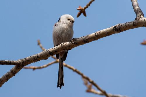 The long-tailed fidget